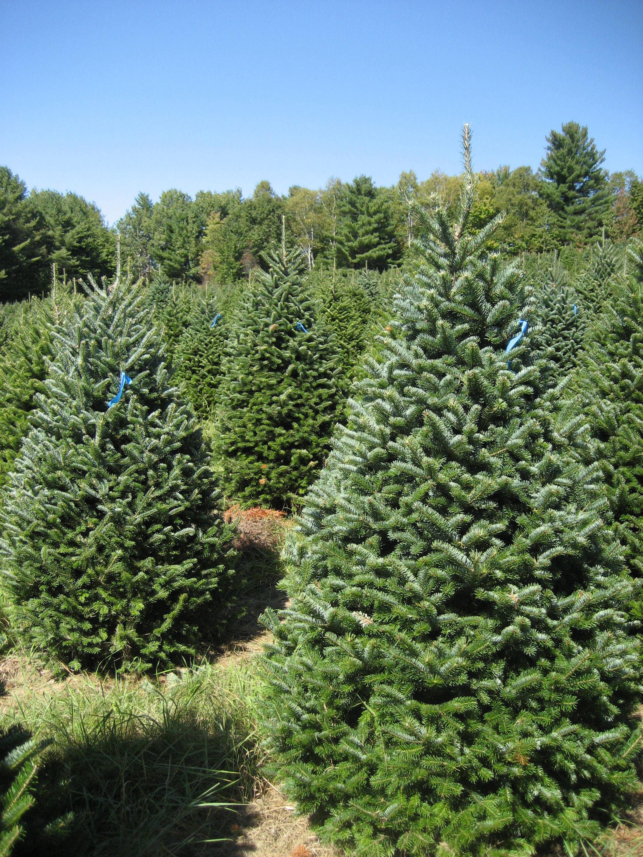 Selected Trees For Your Account - FinestKindTreeFarms.com